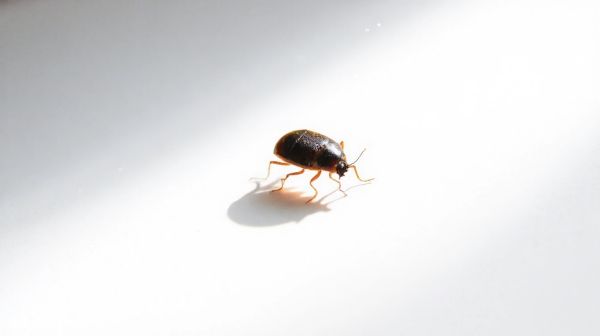 Solutions rapides pour une punaise de lit isolée à traiter !